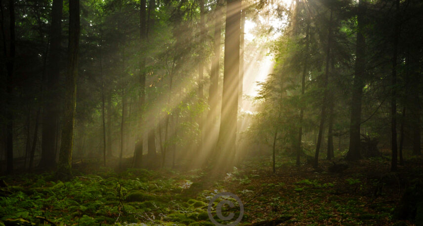 Mystical sunlight rays peaking through the towering trees onto a large moss-covered boulder in the ancient forest of Cook Forest State Park, Pennsylvania, highlighting the serene natural beauty and towering pines unique to the region.