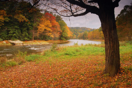 orange and crimson leaves fallen below tree next to the Clarion River