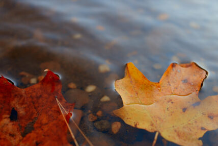 Leaves floating on water.
