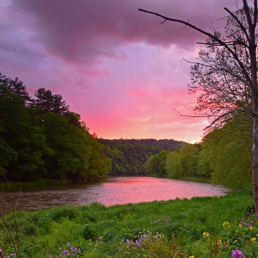 A breathtaking view of the Clarion River flowing through a landscape near Cook Forest State Park, Pennsylvania, under a vibrant purple and pink sunset or sunrise sky. The sky features dramatic cloud formations with hues of deep purple, soft pink, and hints of orange near the horizon. Lush green trees line both sides of the river, reflecting the colorful sky in the calm water. The foreground shows grassy riverbanks with wildflowers in bloom, adding to the scenic beauty. This image captures a stunning natural vista often seen along the Clarion River, a key attraction for visitors to the Cook Forest area near Gateway Lodge.