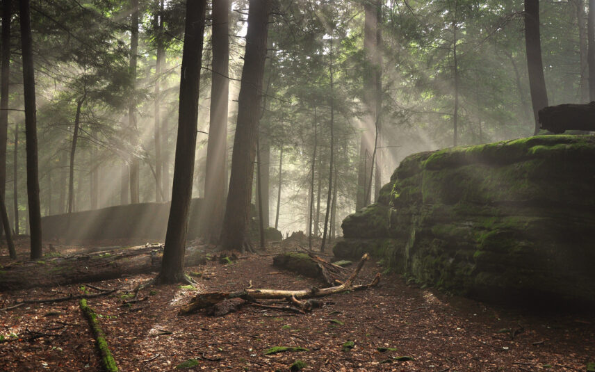 Mystical sunlight rays peaking through the towering trees onto a large moss-covered boulder in the ancient forest of Cook Forest State Park, Pennsylvania, highlighting the serene natural beauty and towering pines unique to the region.