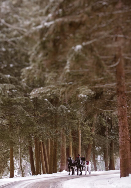 horse-drawn carriage ride on River Road in Cook Forest State Park under a canopy of hemlocks during winter