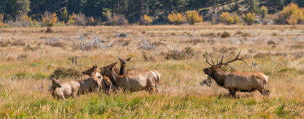 Elk Herd in Rut