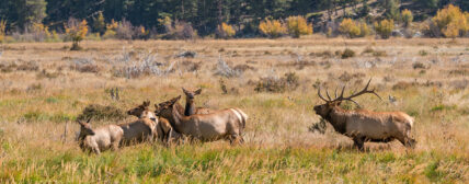 bull elk bugling to grouping of cow in grassy field