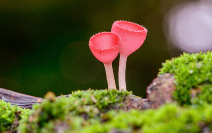pink forest mushrooms