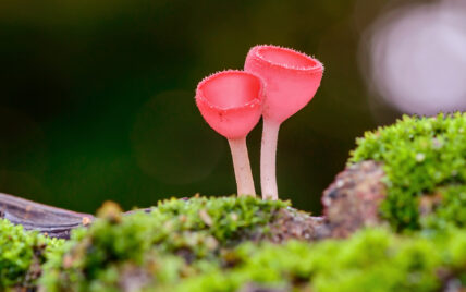 close-up of two pink forest mushrooms, resembling wine glasses, growing out of vibrant green moss