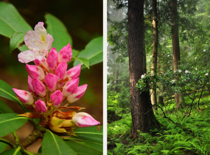 two images: a close-up of pink rhododendrons on the left and ferns with rhododendrons on the right