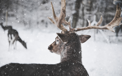 Deer with Antlers in Snow