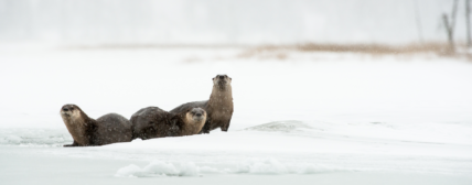River Otters in Snow in Cook Forest