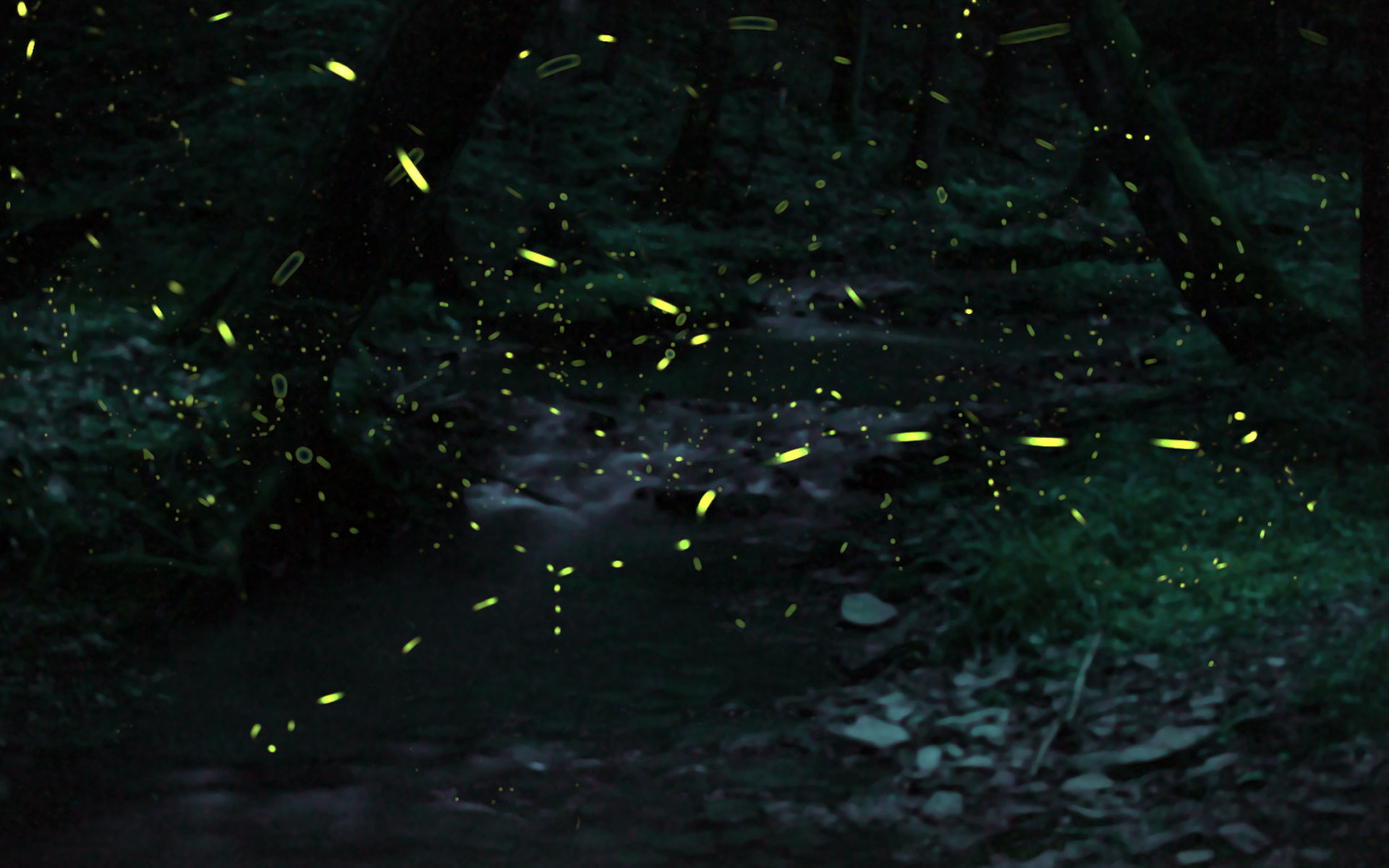 Experience magic as fireflies light up Cook Forest State Park.