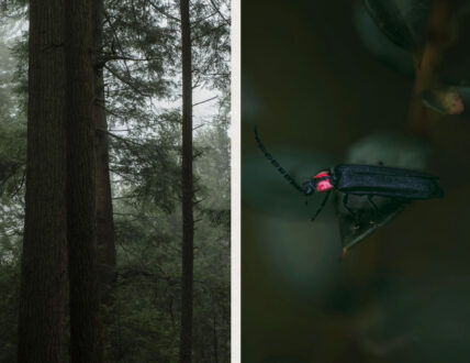 A two-panel image contrasting a firefly's habitat with its daytime appearance. The left panel shows the tall, majestic old-growth pine and hemlock trees of a foggy Cook Forest. The right panel is a detailed macro photograph of a firefly beetle resting on a leaf in daylight, showcasing its black body and prominent red markings behind its head.