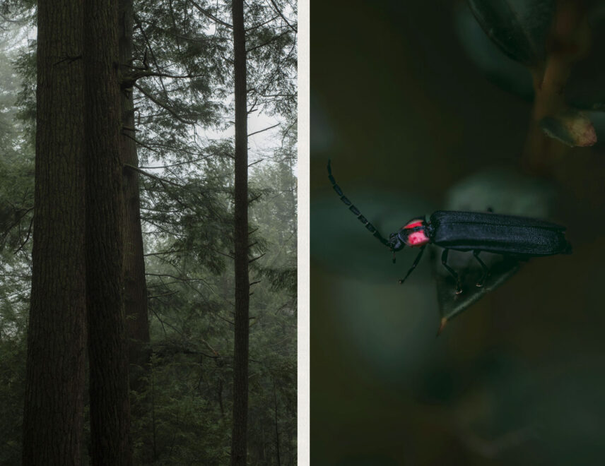 A two-panel image contrasting a firefly's habitat with its daytime appearance. The left panel shows the tall, majestic old-growth pine and hemlock trees of a foggy Cook Forest. The right panel is a detailed macro photograph of a firefly beetle resting on a leaf in daylight, showcasing its black body and prominent red markings behind its head.