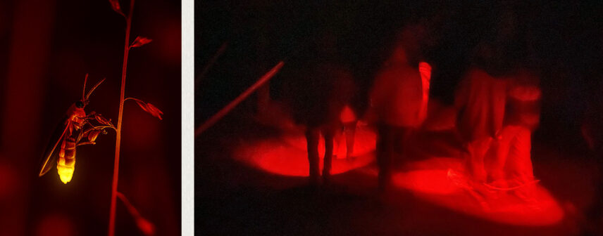 A two-panel image depicting responsible firefly observation. The left panel shows a close-up of a bioluminescent lightning bug on a plant, illuminated by the beam of a red flashlight. The right panel is an atmospheric, blurry shot of people on a night walk through Cook Forest State Park, using red flashlights to see the path without disturbing the fireflies.