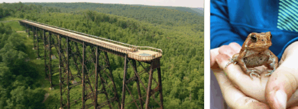 Panoramic view of the Kinzua Viaduct skywalk, a partially collapsed historic railroad bridge now a pedestrian walkway in Kinzua Bridge State Park, Pennsylvania, offering expansive vistas of the dense green Allegheny National Forest; inset image shows a child gently cupping a small, brown American toad in their hands, highlighting the park's natural environment and wildlife.