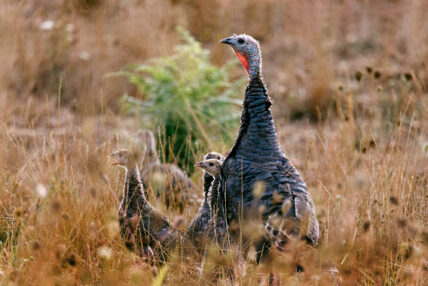 Thanksgiving meaning and gratitude