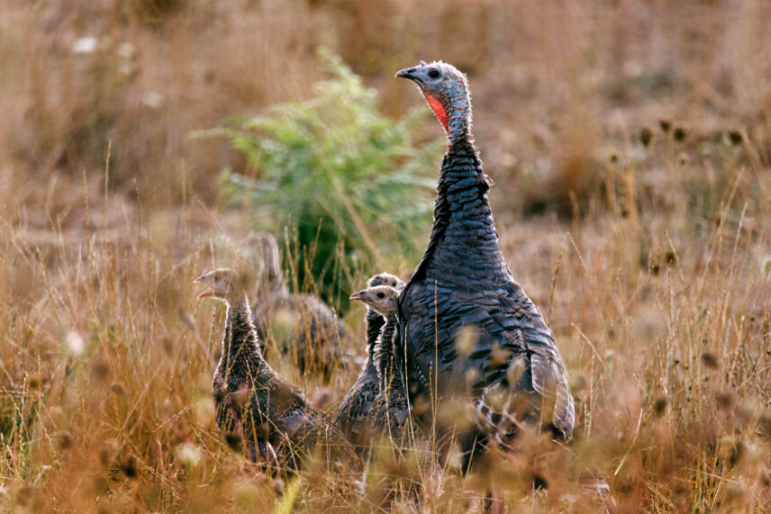 Thanksgiving meaning and gratitude