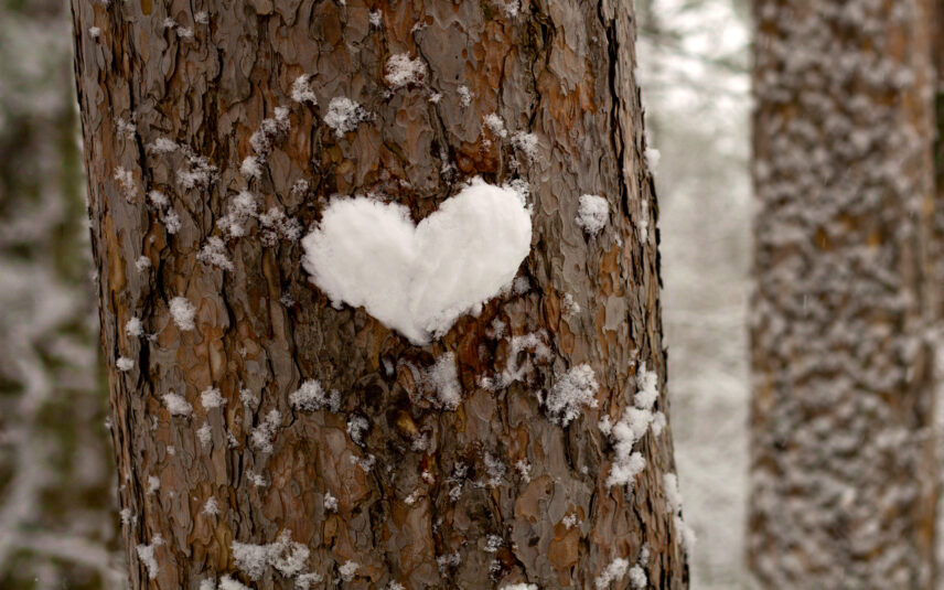 A close-up image of a dark, textured pine tree trunk in a snowy forest in Cook Forest, Pennsylvania. A small, perfectly formed heart shape made of pure white snow is pressed against the brown bark, symbolizing love and a romantic winter getaway. This photo represents a Valentine's Day retreat at Gateway Lodge.